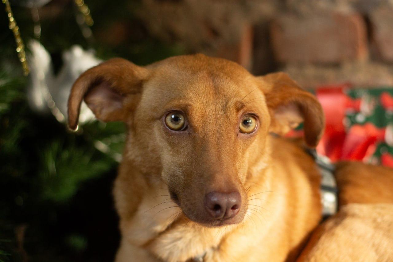 Chiens à adopter